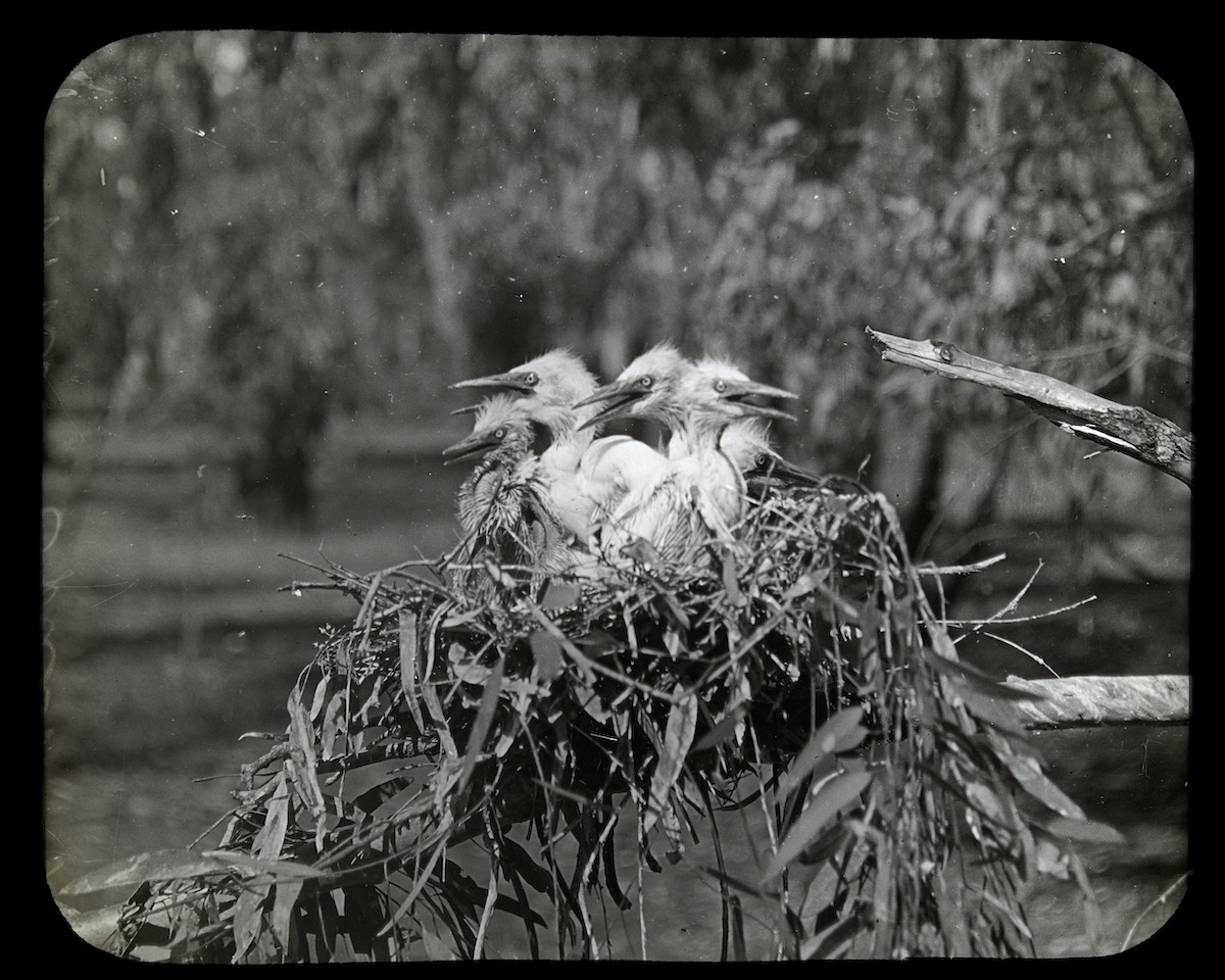 Starving egret chicks: by Australian orinthologist Arthur Mattingley, courtesy of the State Library of Victoria